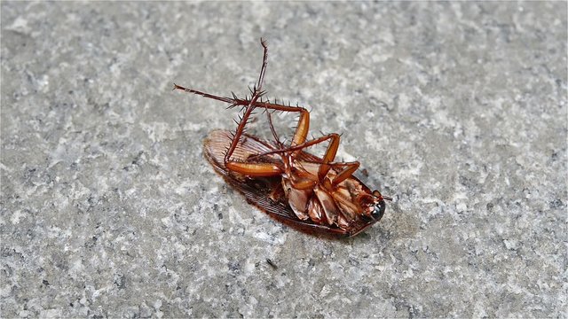 dying cockroach eaten by ants