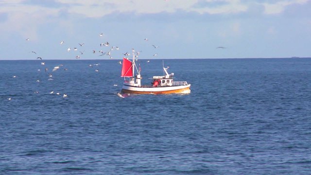Seagulls chase a fishing trawler across a bay in Norway.