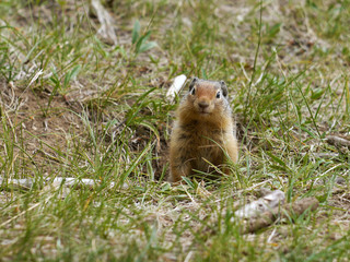 Ground Squirrel. Banff National Park, Canada