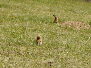 Ground Squirrel. Banff National Park, Canada