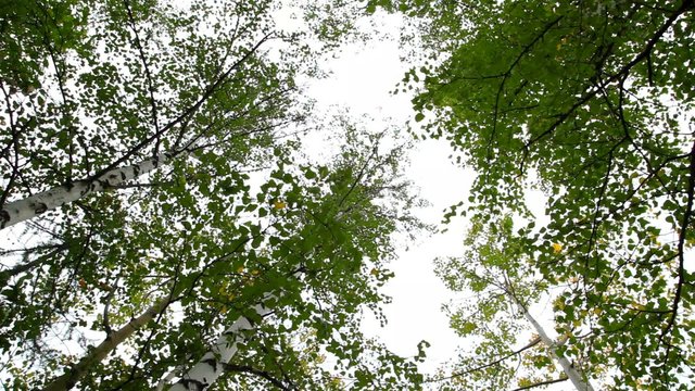 стволы деревьев уходящие в небо