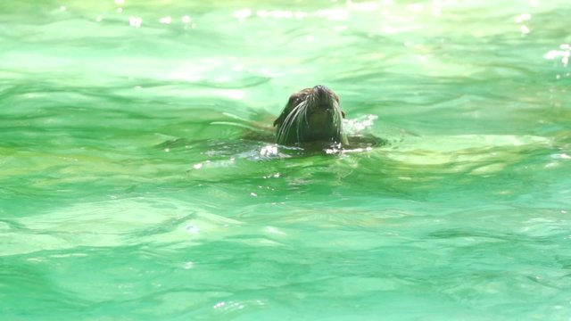 Robben im Zoo