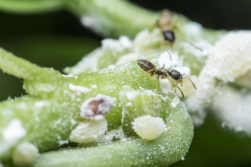 Ant gathering honeydew from a aphids and care in return.
