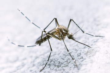 mosquito drinks blood out of man. mosquito causing dengue fever