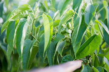 fresh capsule seeds fruit of sacha-Inchi peanut