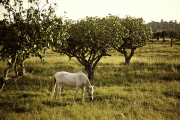 Cavalo branco a pastar em prado verde