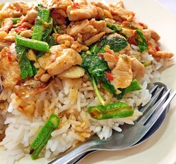 Chicken fried in holy basil on steamed rice