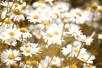 retro flowers camomile