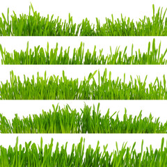 green grass isolated on white background