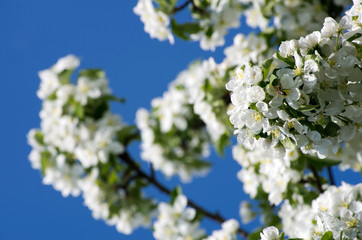  blossom of apple
