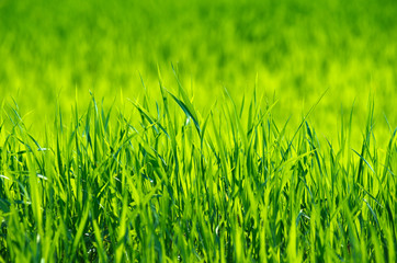 Fototapeta premium Green grass