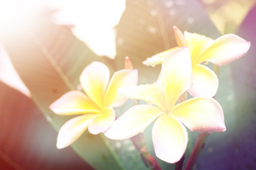 group of yellow white flowers of Frangipani, Plumeria