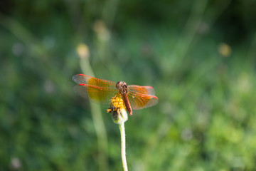 Dragonfly on the grass with a bokeh background.