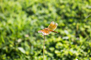 Dragonfly on the grass with a bokeh background.