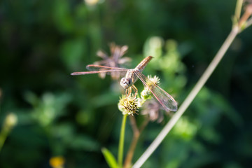 Dragonfly on the grass with a bokeh background.