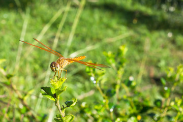 Dragonfly on the grass with a bokeh background.