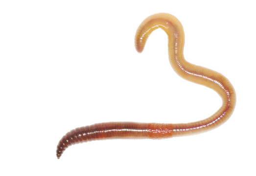  earthworm on white