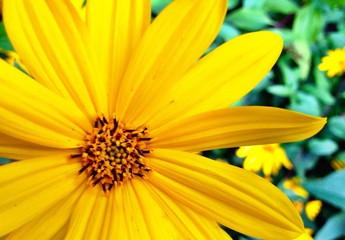 Bright yellow flower
