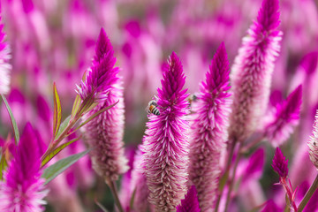 Celosia flowerbed