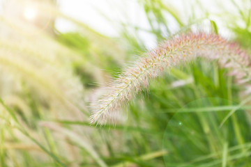 Grass flower.