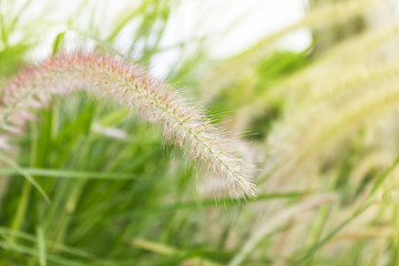 Grass flower.