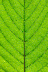 Plakat green leaf background