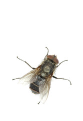 fly
