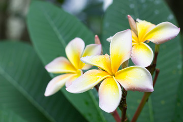 group of yellow white flowers of Frangipani, Plumeria