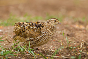 Rain Quail (Coturnix coromandelica) spread her feather