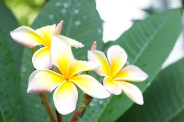 group of yellow white flowers of Frangipani, Plumeria