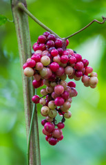 Ampelocissus martinii Planch in the forest in nature of Thailand