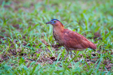 Malayan Night Heron (Gorsachius melanolophus)