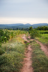 Fototapeta premium Beautiful sunset over the green large field