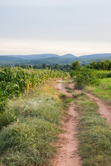 Obraz premium Beautiful sunset over the green large field