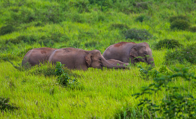 Naklejka na ściany i meble Big group of Wild elephants walking in blady grass filed 