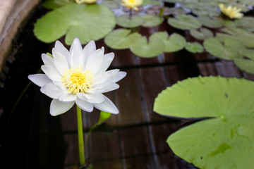 A beautiful waterlily or lotus flower