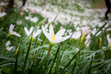 white Zephyranthes Lily flowers