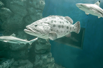 Brown spotted grouper