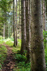 Obraz premium forest landscape