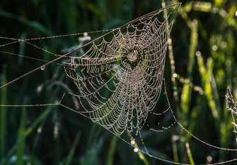 Spider web in the grass with water drops in the morning