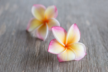 Frangipani flowers on the wood 2 flowers