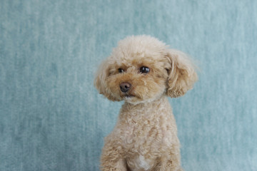 見つめるトイプードル