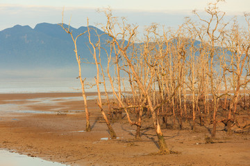 Dead trees in beach at low tide 
