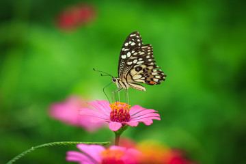 Fototapeta na wymiar Butterfly with flowers