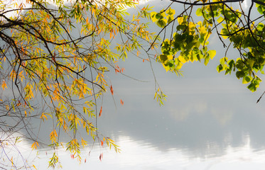 Branches of willow and poplar over the pond autumn