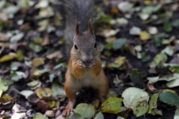 squirrel eats a nut