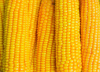 Mature maize ears closeup
