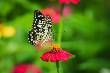 Fototapeta na wymiar Butterfly with flowers