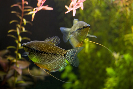 The pearl gourami (Trichopodus leerii)