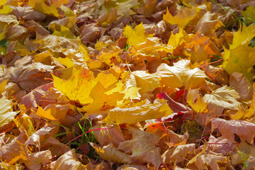 Fallen maple leaves